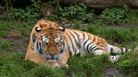 Siberian tiger lying on the ground High Def