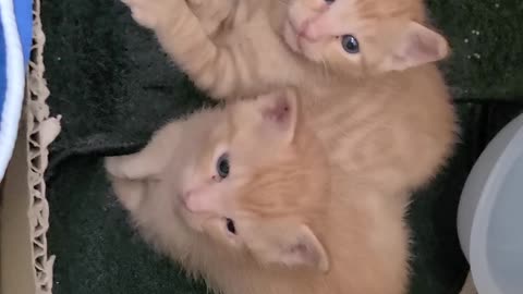 Kitten looking at people