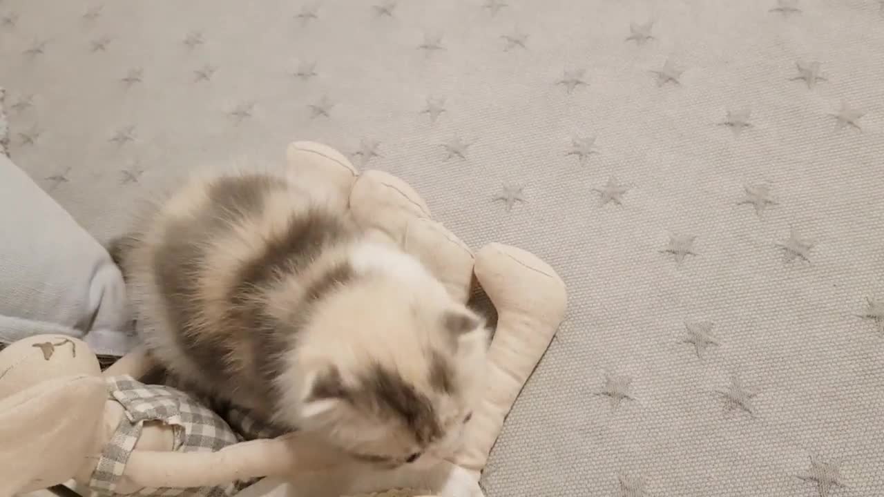 cute kitten video short leg kitten