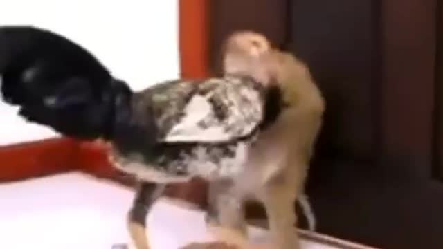 Monkey and Hen fight