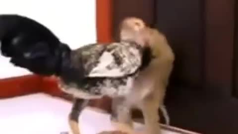 Monkey and Hen fight