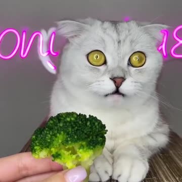 A cat is almost vomiting