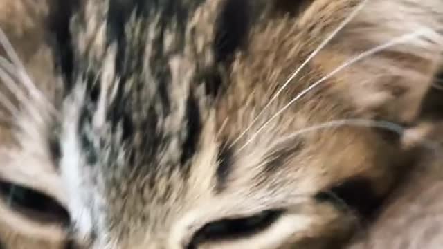 What a beautiful cat you have in your home?