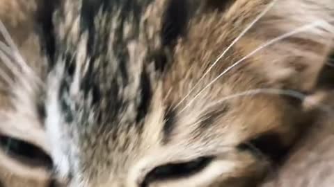 What a beautiful cat you have in your home?