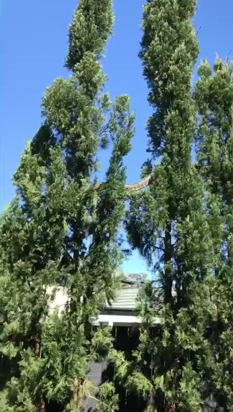 GIANT SNAKE IN SUBURB`S