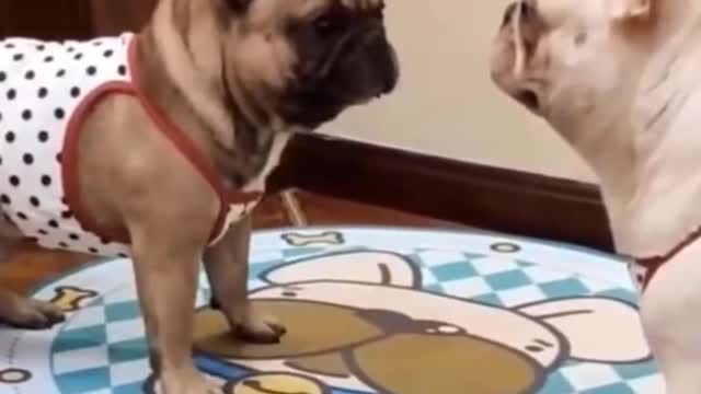 Funny Video-#dogs funny video