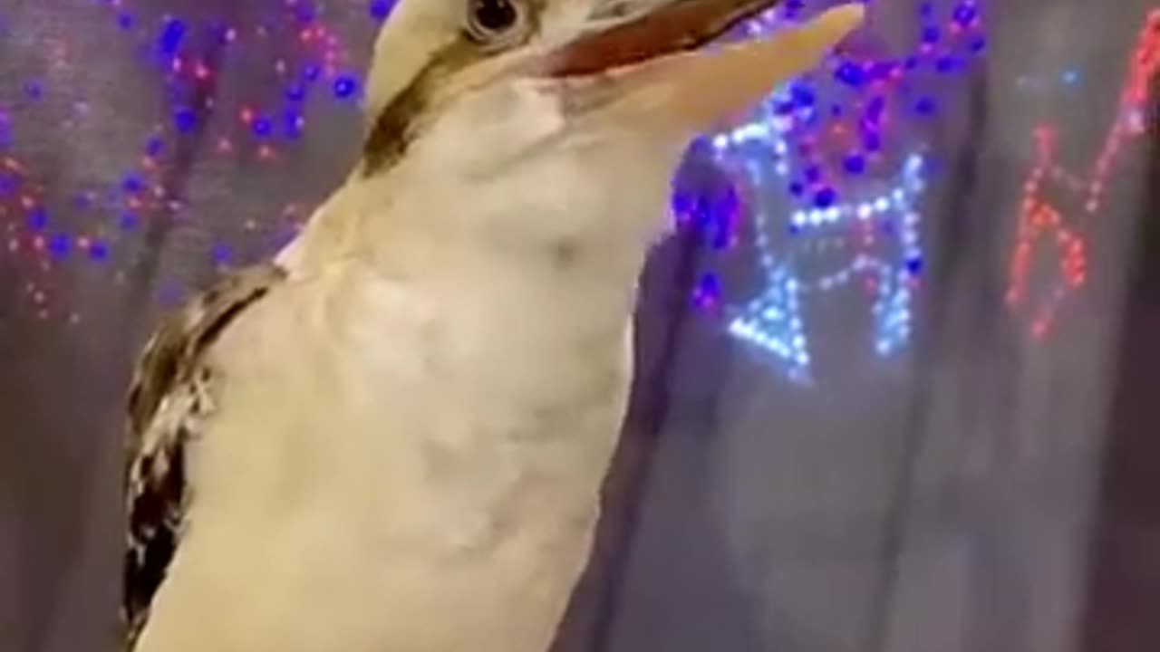Monty The Kookaburra's Wake Up Call #shorts #viral #shortsvideo #video