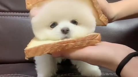 This cream filled bread is very good. The way you stick your tongue out is so cute