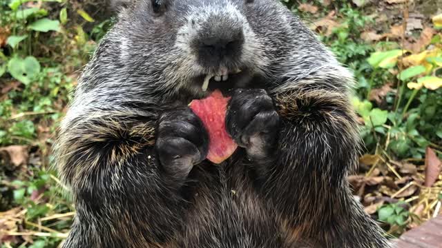 Groundhog Chomps Through Crispy Apple