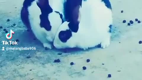 This my tiktok I'd and Cute and funny moment of the Animals🐈🐕🐅🐆🐇