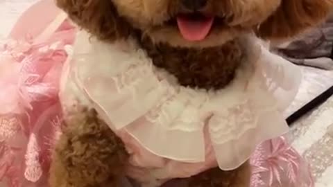 Best Dog Moments part - Ultimate Love Dog