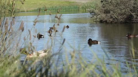 ducks best lake view in country