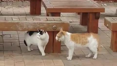 Korean Cats