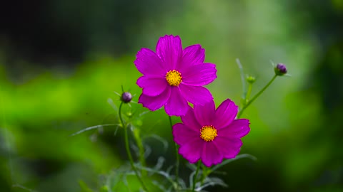 Wow🤗look at this 😊Flower🌺🌺Amazing....#Just The News #BonginoReport