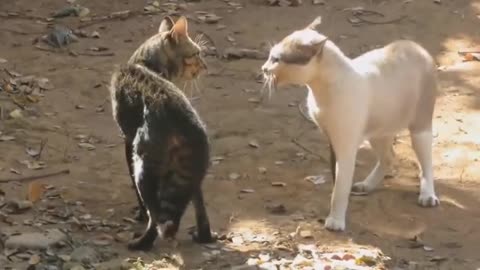 cats fighting funny