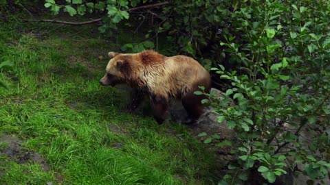 Brown bear swims in the river