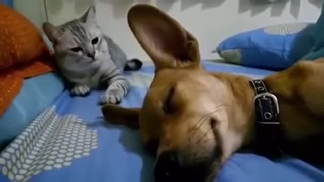 Dog Sleep Farting Makes Cat Angry