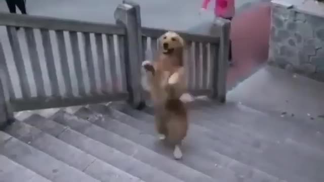 The dog is walking up the stairs with two legs