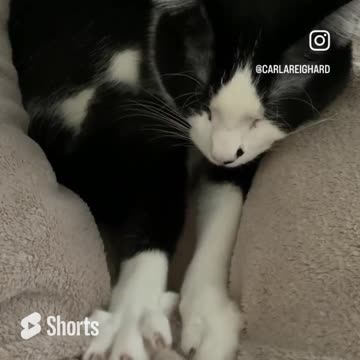 Can't go to work today I have a cat on my lap. Never mind, it's Saturday.