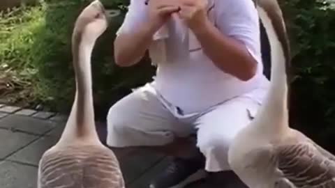 Birds enjoying music
