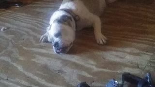 Lazy Saddie