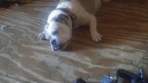 Lazy Saddie