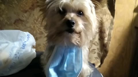 Emit is so...Tired Of Wearing A Mask! A talking, singing Yorkie with a BIG attitude!