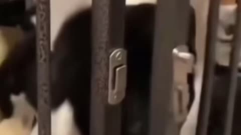 Trending Fun with Dogs 🐶 7