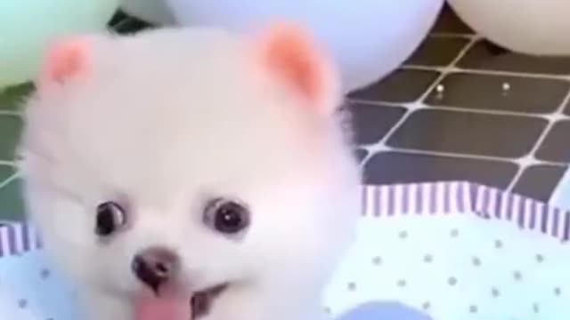 Cute dog and their cuteness