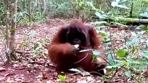 This animal casually eats a chocolate banana