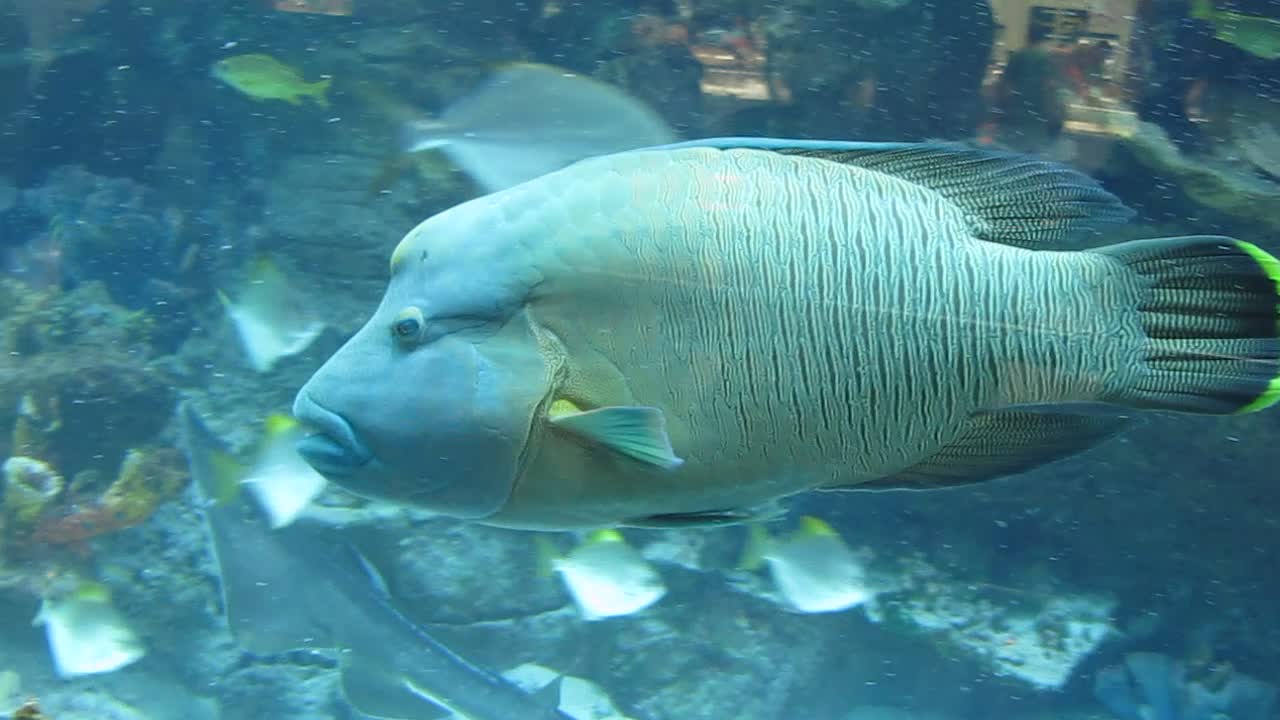 Epinephelus in the aquarium