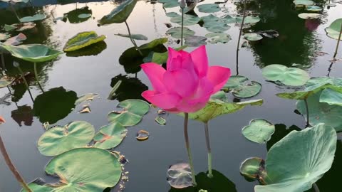 beauty of nature