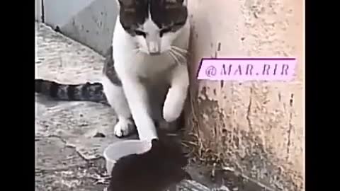 Cat x mouse