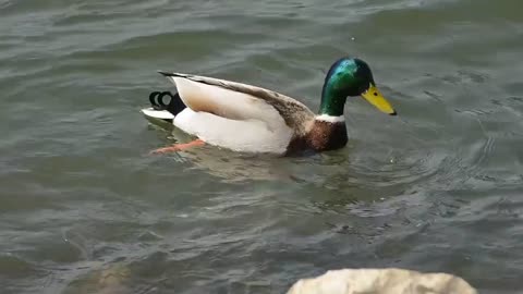 Cute duck swimming • | video
