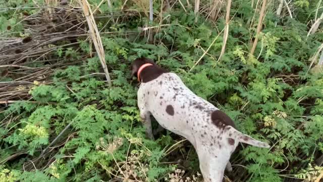 Chasing feathers