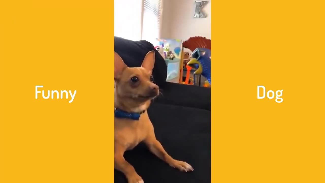 dog funny complication