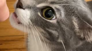 Claw Hand Has Cat Curious