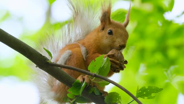 Squirrel on a branch and eating fruits