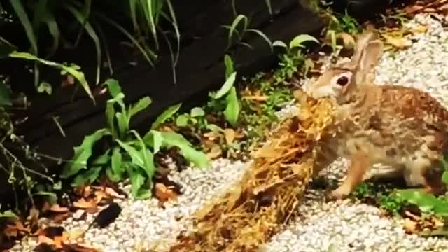 Small bunny tries to carry more than it can handle