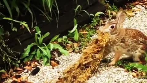 Small bunny tries to carry more than it can handle