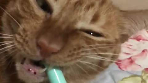 Cat biting my pen