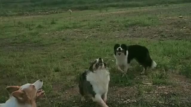 Funny dog video