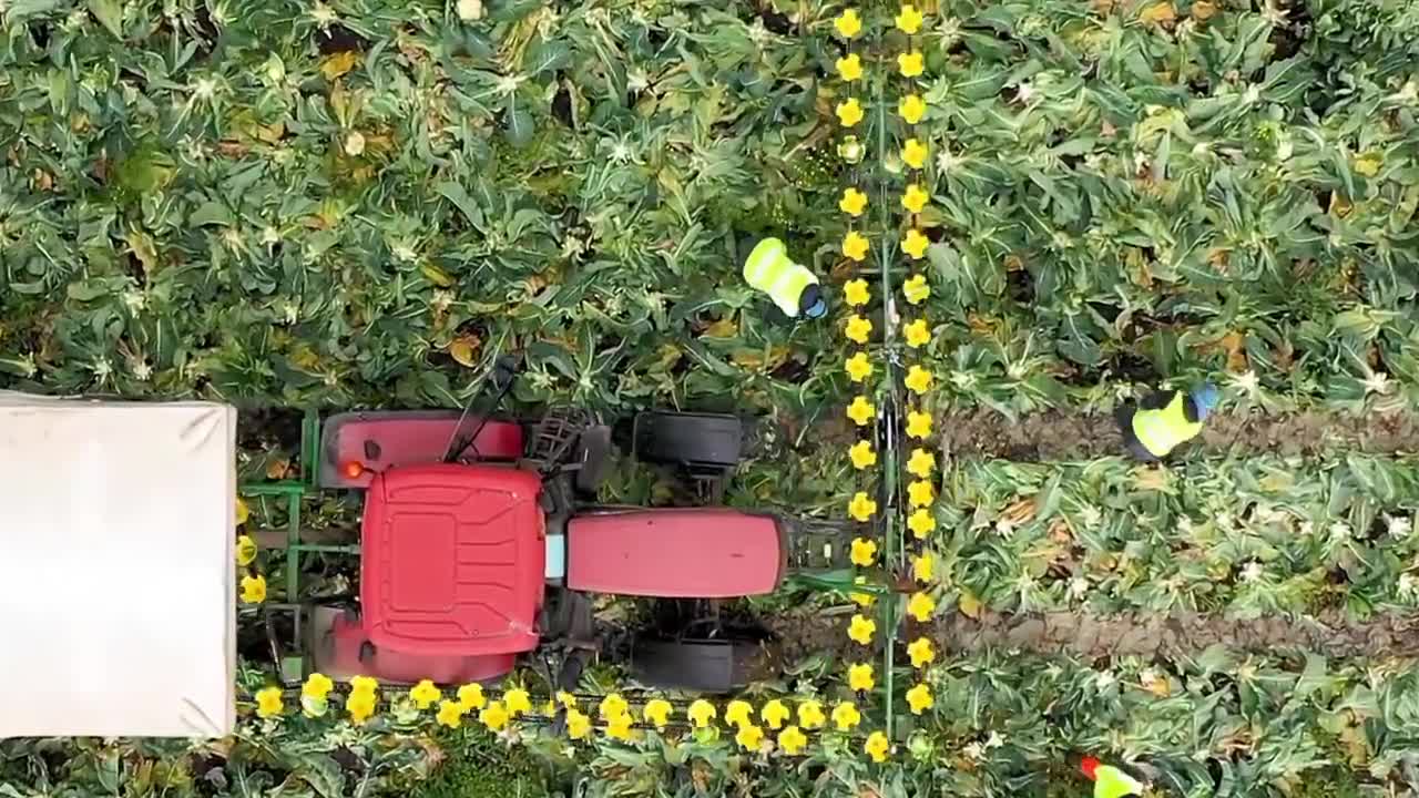 World Modern Agriculture Technology - Broccoli, Cabbage, carrot, onion Harvesting machine 2021