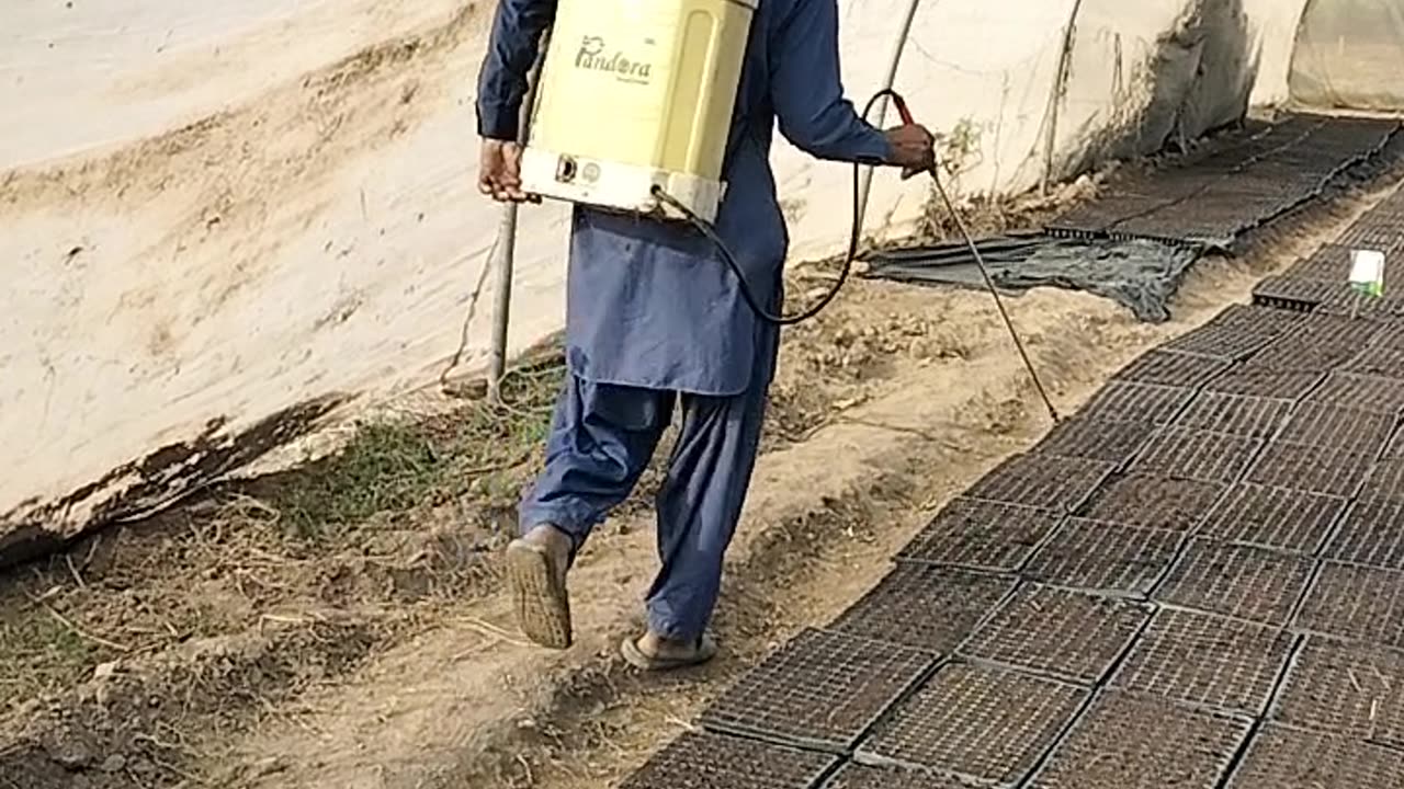 Tomatoes cheese watering