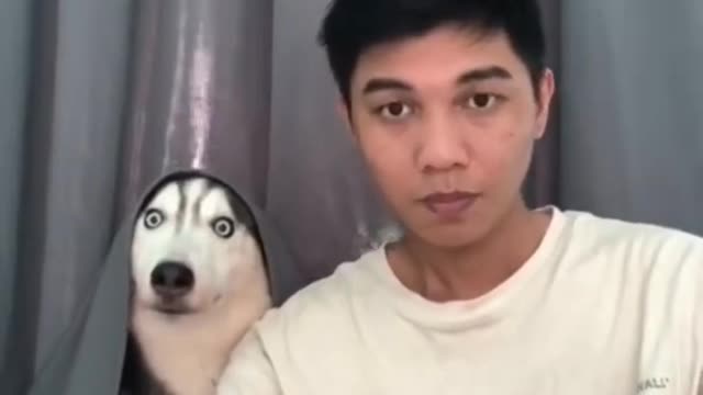 Funny dog