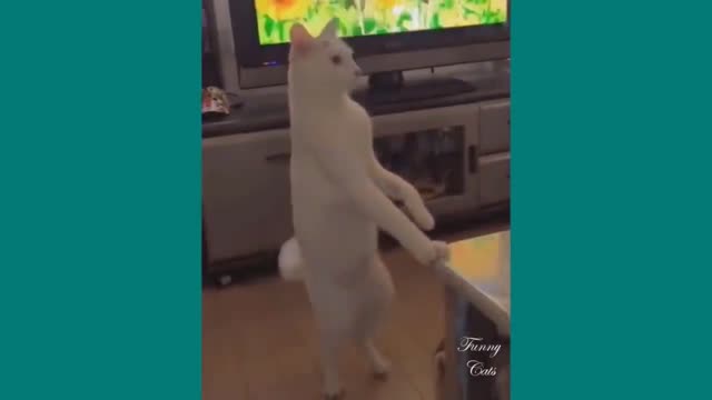 cat plays song from Tv