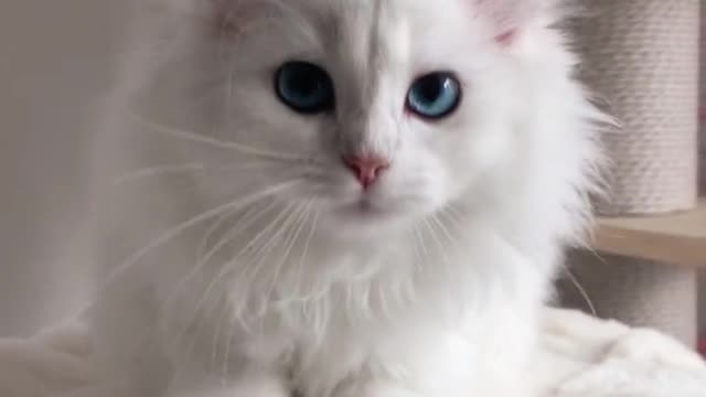 cute white cat