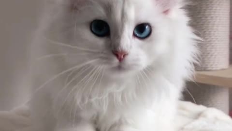 cute white cat