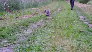 Feline Wins Foot Race