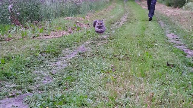 Feline Wins Foot Race